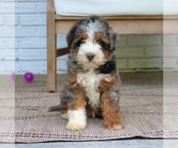 Medium Photo #3 Bernedoodle (Miniature) Puppy For Sale in PARADISE, PA, USA