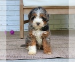 Small #2 Bernedoodle (Miniature)