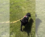 Small #3 Labrador Retriever Mix