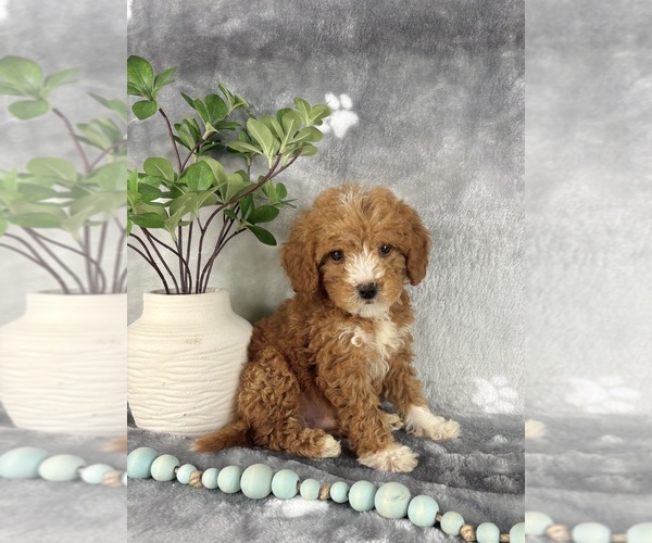 Medium Photo #1 Goldendoodle (Miniature) Puppy For Sale in INDIANAPOLIS, IN, USA