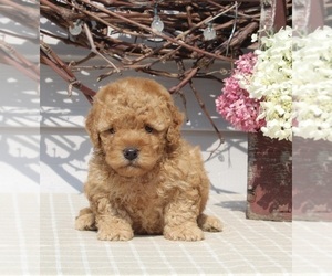 Goldendoodle (Miniature) Puppy for sale in FREDERICKSBURG, OH, USA