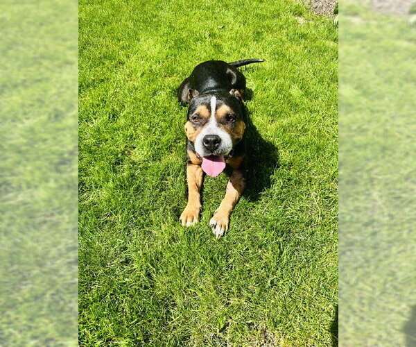 Medium Photo #12 Mutt Puppy For Sale in Crete, IL, USA