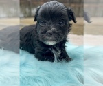 Small #8 Morkie