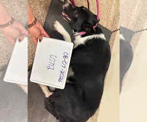 Teddy - Male Border Collie Dog for Adoption - Photo #2