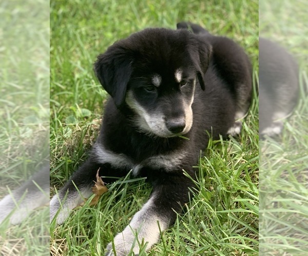 Medium Photo #1 Goberian Puppy For Sale in MORGANTOWN, IN, USA