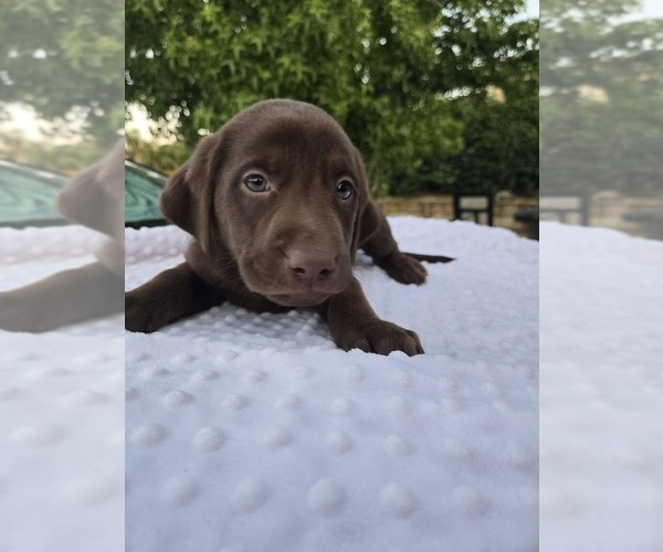 Medium Photo #5 Labrador Retriever Puppy For Sale in PITTSBURG, CA, USA