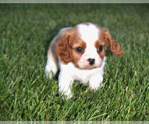 Medium Cavalier King Charles Spaniel