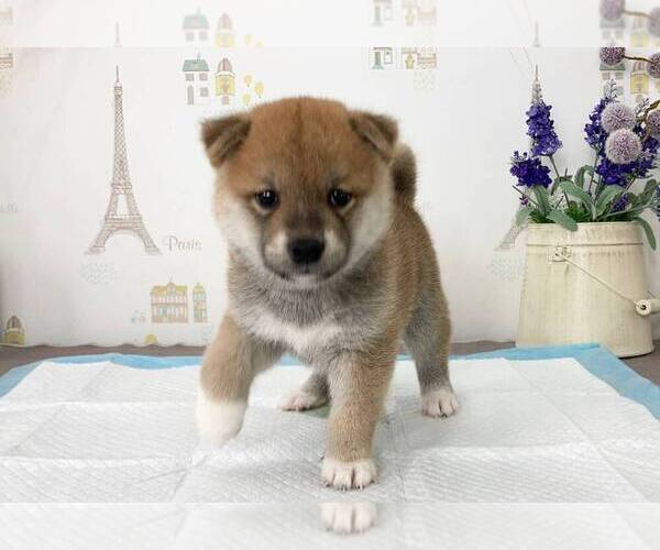 Medium Photo #5 Shiba Inu Puppy For Sale in IRVINE, CA, USA