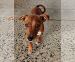Small #2 Chiweenie