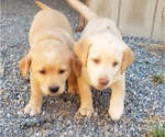 Small #14 Labrador Retriever