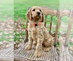 Small Photo #7 Irish Doodle Puppy For Sale in WOOSTER, OH, USA