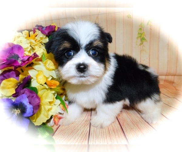 Medium Photo #2 Shorkie Tzu Puppy For Sale in HAMMOND, IN, USA
