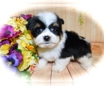 Small Photo #2 Shorkie Tzu Puppy For Sale in HAMMOND, IN, USA