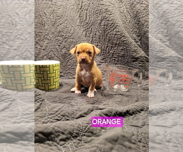 Medium Photo #2 Jack Chi Puppy For Sale in Aurora, IN, USA