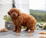 Puppy Jordan Cavapoo