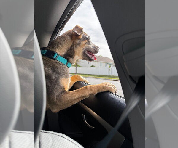 Medium Photo #3 Mutt Puppy For Sale in Salt Lake City, UT, USA