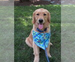 Small #2 Golden Retriever