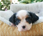 Small Photo #7 Cavalier King Charles Spaniel Puppy For Sale in SCOTTVILLE, MI, USA