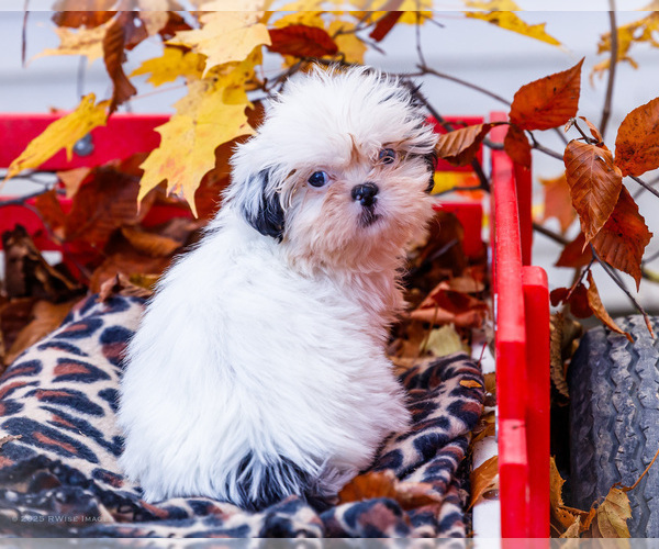 Medium Photo #16 Shih Tzu Puppy For Sale in WAKARUSA, IN, USA