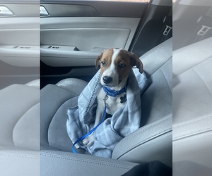 Beagle Puppy for sale in PHILADELPHIA, PA, USA
