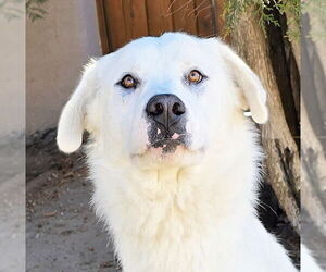 Labrenees Dogs for adoption in Albuquerque, NM, USA