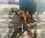 Small Mutt