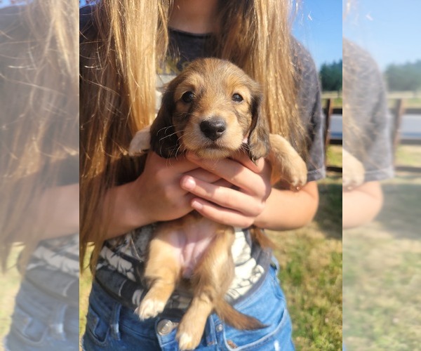 Medium Photo #6 Dachshund Puppy For Sale in YELM, WA, USA
