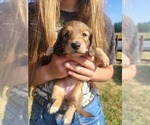Small #5 Dachshund