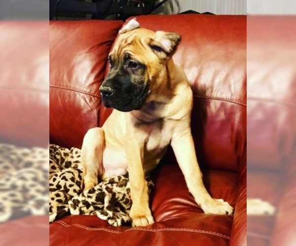 Medium Photo #22 Cane Corso Puppy For Sale in BEECH GROVE, IN, USA