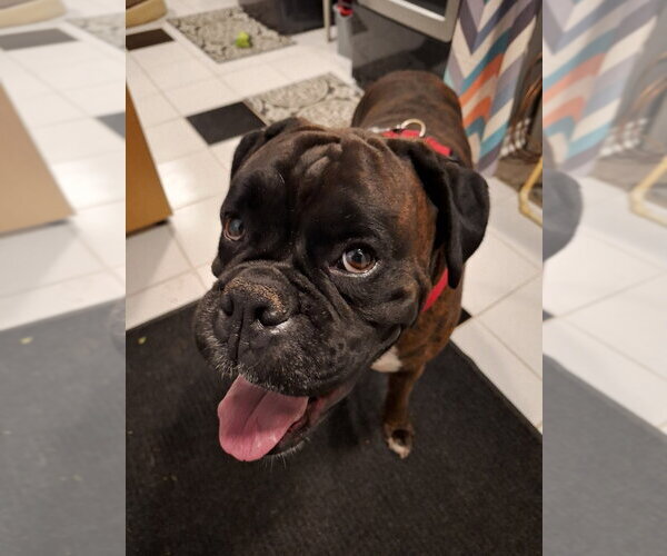 Medium Photo #2 Boxer Puppy For Sale in Brights Grove, Ontario, Canada