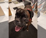 Small #1 Boxer