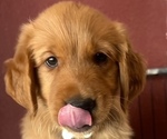 Litter of 10 - Male(s) and Female(s) Golden RetrieverLitter of Puppies for Sale - Photo #3