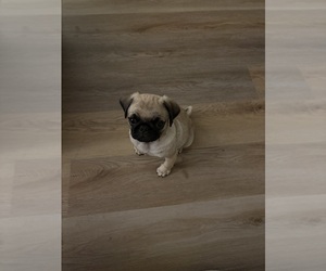Pug Puppy for sale in HUNTINGTON BEACH, CA, USA
