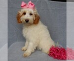 Small Photo #6 Goldendoodle (Miniature) Puppy For Sale in MILLERSBURG, OH, USA