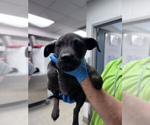 Labrador Retriever-Unknown Mix Dogs for adoption in Oklahoma City, OK, USA