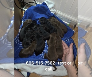 Doberman Pinscher Puppy for sale in CORBIN, KY, USA