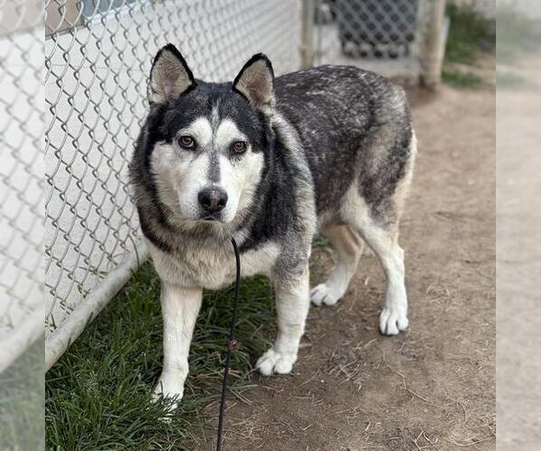 Medium Photo #1 Siberian Husky-Unknown Mix Puppy For Sale in Modesto, CA, USA