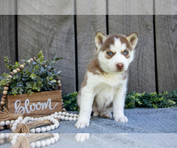 Medium Photo #2 Siberian Husky Puppy For Sale in SHREVE, OH, USA