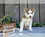 Small #1 Siberian Husky