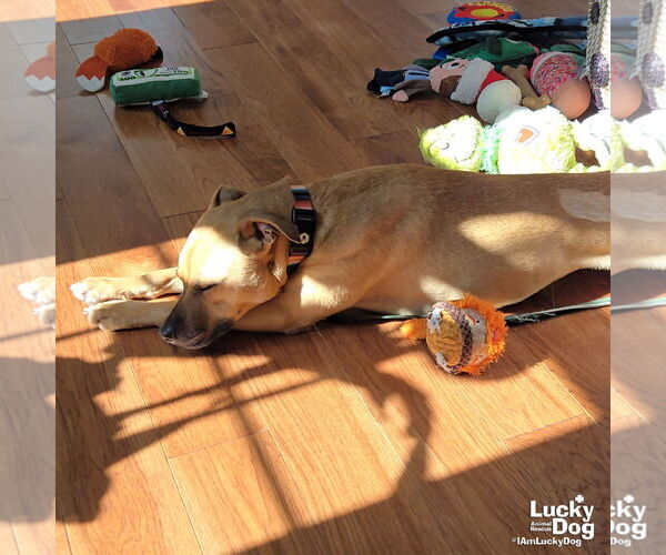 Medium Photo #6 Retriever -Unknown Mix Puppy For Sale in Washington, DC, USA