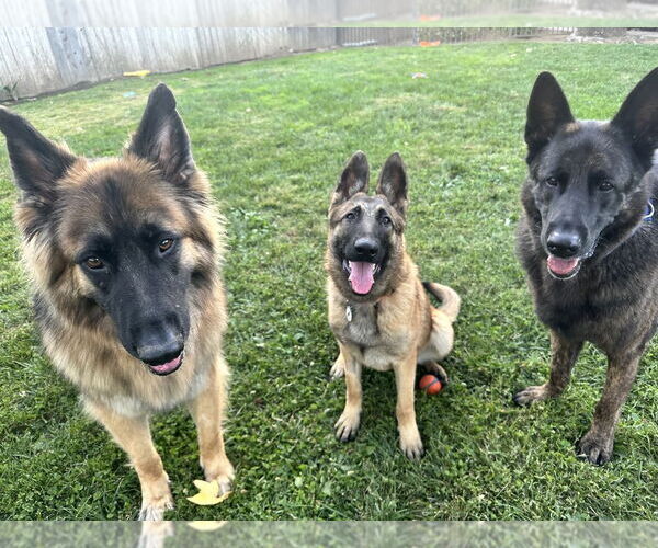 Medium Photo #4 German Shepherd Dog Puppy For Sale in West Sacramento, CA, USA