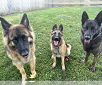 Small #3 German Shepherd Dog
