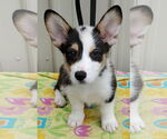 Small Pembroke Welsh Corgi