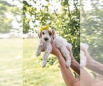 Puppy Puppy 7 Goldendoodle (Miniature)