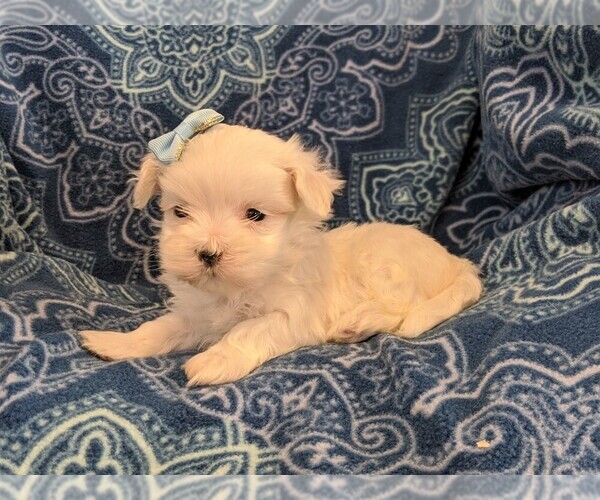 Medium Photo #3 Maltese Puppy For Sale in NEW HOLLAND, PA, USA