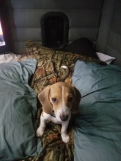 Beagle Puppy for sale in HENDERSONVILLE, NC, USA