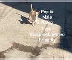 Small #1 Chihuahua Mix