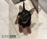 Small German Shepherd Dog Mix