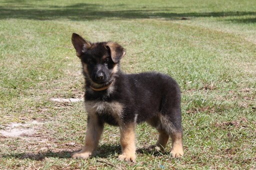 Medium Photo #1 German Shepherd Dog Puppy For Sale in HAWTHORNE, FL, USA