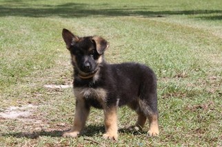 German Shepherd Dog Puppy for sale in HAWTHORNE, FL, USA